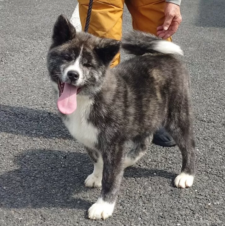 K 様のお迎えした子犬