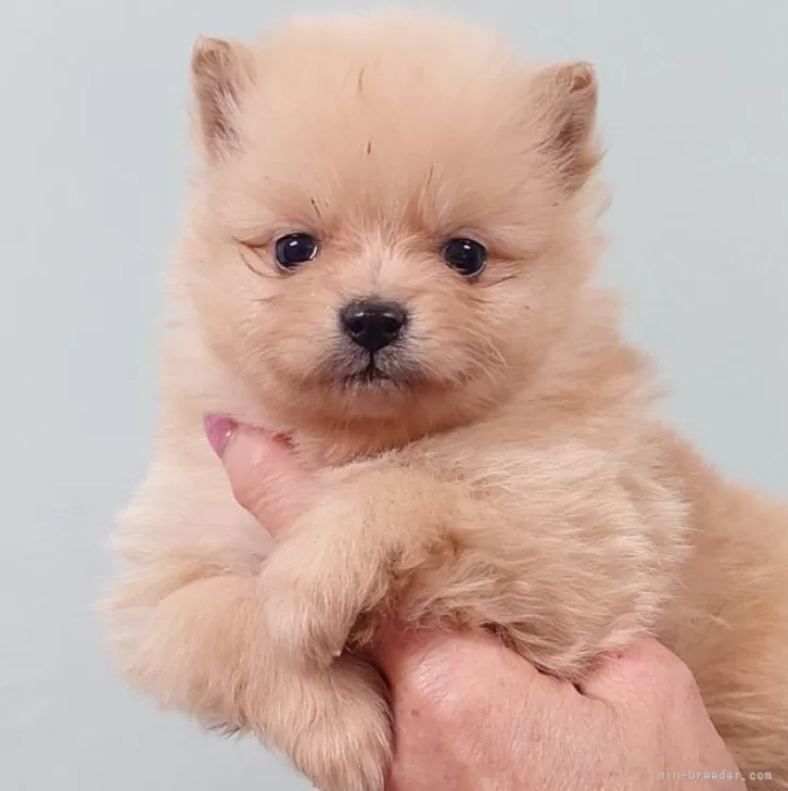 ID:2501-06087の子犬