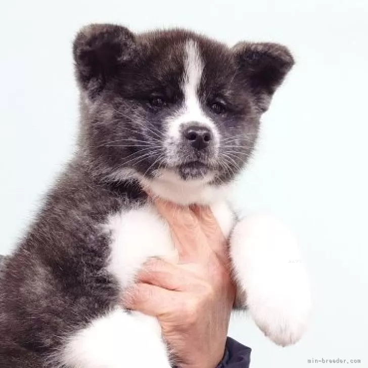 K.H 様のお迎えした子犬