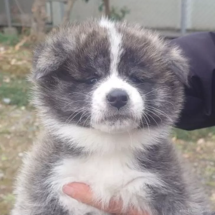 ID：2601-02027の子犬