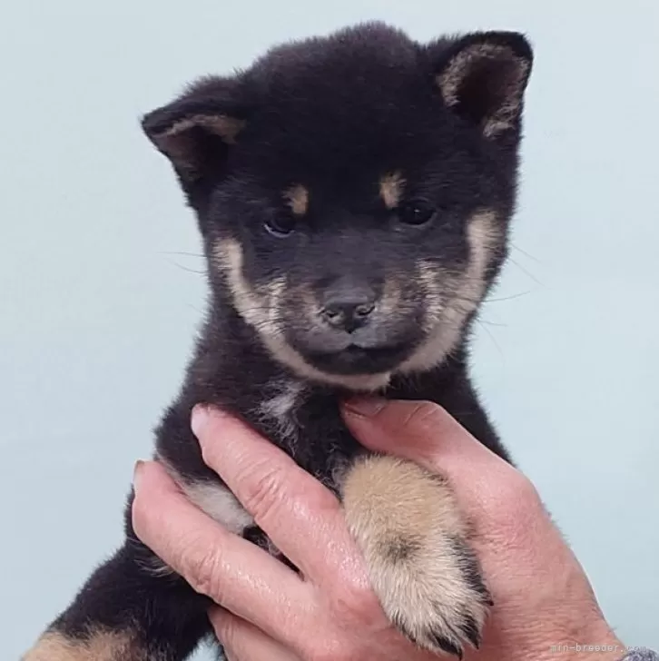 ID:2412-06220の子犬