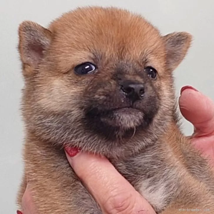 ID:2411-06776の子犬