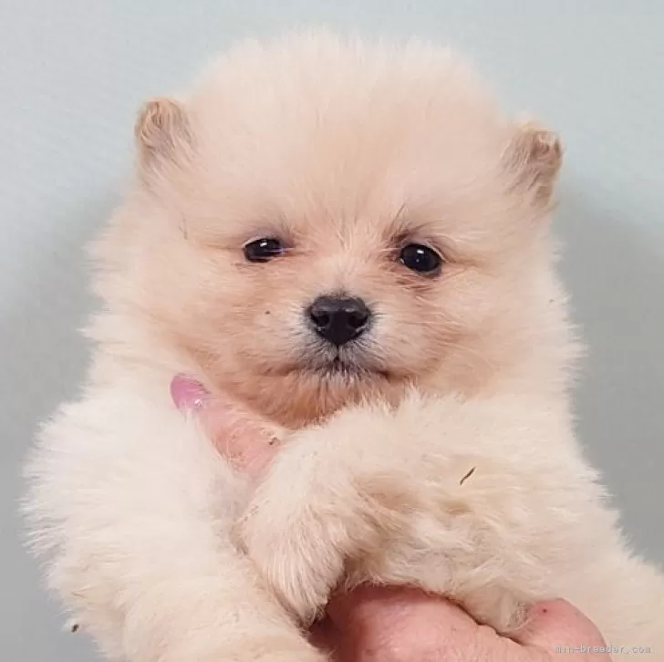 ID:2501-06093の子犬