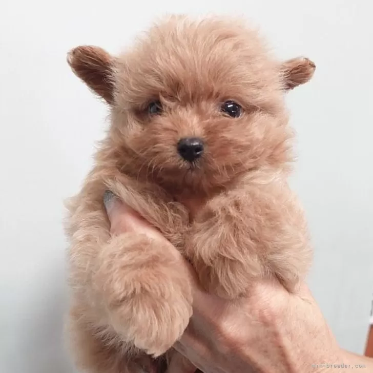 ID：2508-06905の子犬