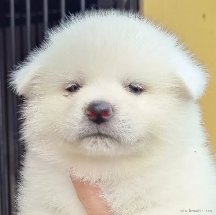 ID:2411-06642の子犬