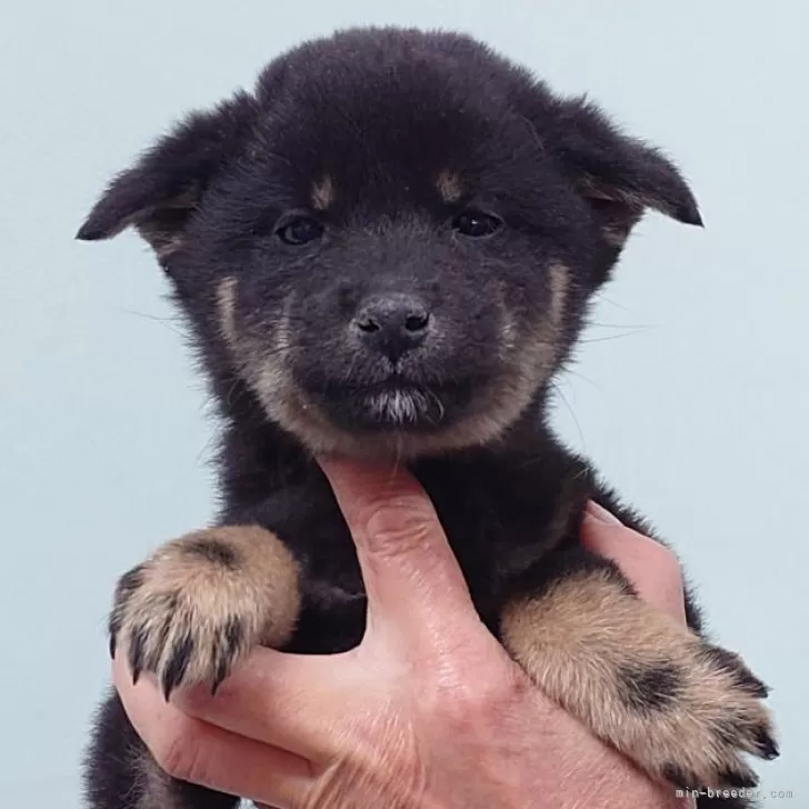 ID:2412-06219の子犬