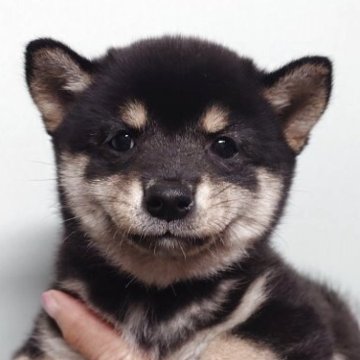 柴犬(豆柴)【茨城県・男の子・2025年7月18日・黒】の写真「愛嬌満点で明るい性格の男の子です♪♪」