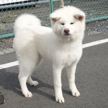 秋田犬【茨城県・女の子・2025年3月20日・白】の写真「人懐っこく明るい性格の女の子です♪」