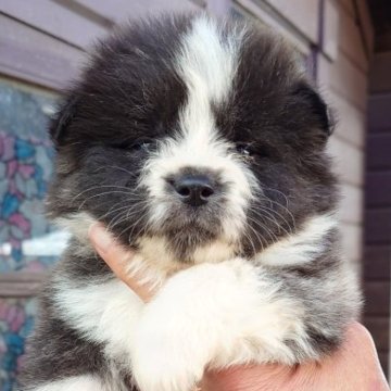 秋田犬【茨城県・男の子・2024年10月16日・虎(長毛)】の写真「虎柄長毛の男の子で愛嬌満点です♪♪」