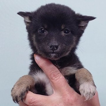 柴犬(豆柴)【茨城県・男の子・2024年10月25日・黒】の写真「人懐っこく明るい性格の男の子です♪♪」