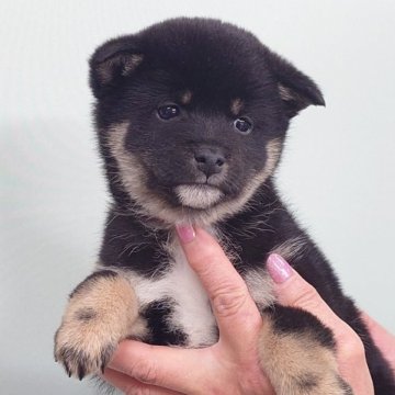 柴犬(豆柴)【茨城県・女の子・2024年11月20日・黒】の写真「大人しく優しい性格の女の子です♪」