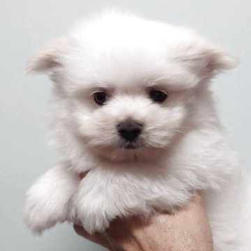 ポメマル(ポメラニアン×マルチーズ)【茨城県・男の子・2025年8月15日・ホワイト】の写真「穏やかで優しい性格の男の子です♪♪」