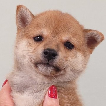 柴犬(豆柴)【茨城県・男の子・2024年10月9日・赤】の写真「人懐っこく優しい性格の男の子です♪♪」