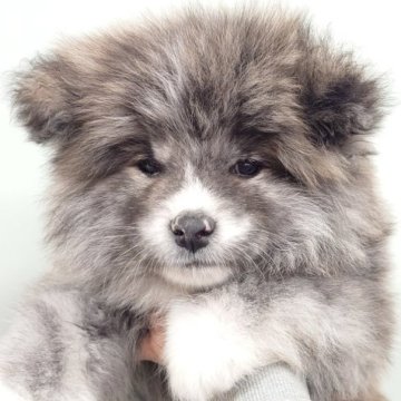 秋田犬【茨城県・男の子・2024年12月15日・虎(長毛)】の写真「大人気ふわふわモコモコの長毛男の子です♪♪」