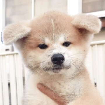 秋田犬【茨城県・男の子・2025年7月18日・赤】の写真「元気いっぱいで明るい性格の男の子です♪♪」
