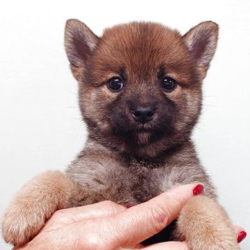 柴犬(標準サイズ)【茨城県・女の子・2025年8月27日・赤】の写真「元気で人懐っこい性格の女の子です♪♪」
