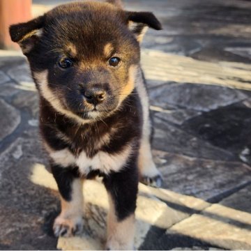 柴犬(豆柴)【茨城県・女の子・2024年9月25日・黒】の写真「おっとりとして人懐っこい性格の女の子です♪」