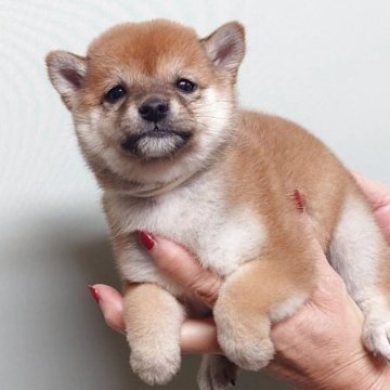 柴犬(豆柴)【茨城県・女の子・2025年10月8日・赤】の写真「元気いっぱいで明るい性格の女の子です♪♪」