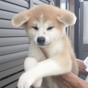 秋田犬【茨城県・男の子・2025年7月20日・赤】の写真「好奇心旺盛で明るい性格の男の子です♪♪」