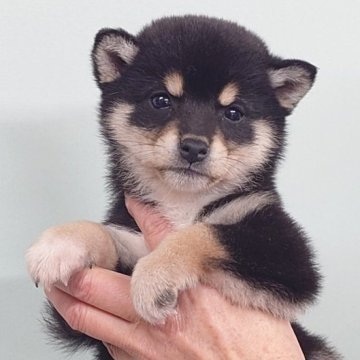 柴犬(豆柴)【茨城県・女の子・2024年11月20日・黒】の写真「人懐っこく優しい性格の女の子です♪♪」