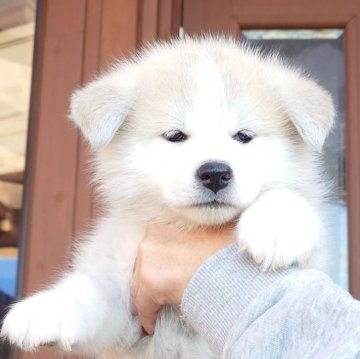 秋田犬【茨城県・女の子・2025年9月29日・赤(クリーム)】の写真「珍しいクリーム色の可愛い女の子です♪♪」