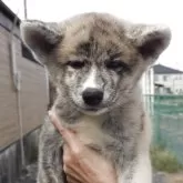 秋田犬