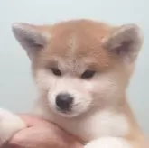秋田犬