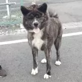 秋田犬