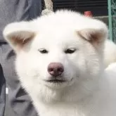 秋田犬