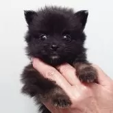ポメラニアン