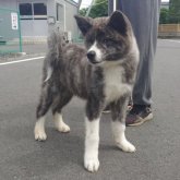 秋田犬