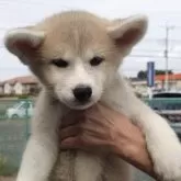 秋田犬