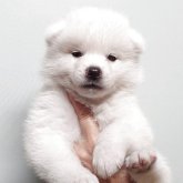 秋田犬