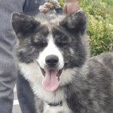 秋田犬