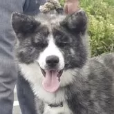 秋田犬