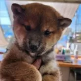 柴犬(標準サイズ)【茨城県・男の子・2024年9月25日・赤】の写真1