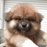 秋田犬