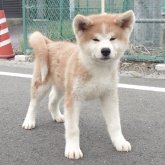 秋田犬