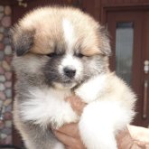 秋田犬