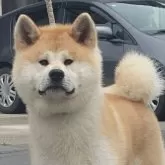 秋田犬