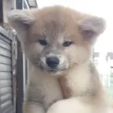秋田犬