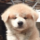 秋田犬
