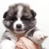 秋田犬