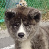 秋田犬