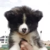 秋田犬