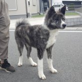 秋田犬