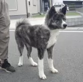秋田犬
