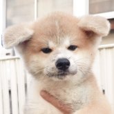 秋田犬