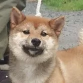 柴犬(標準サイズ)