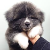 秋田犬